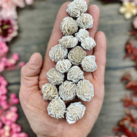Desert Rose Mini