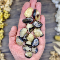 Septarian Tumbled Stone