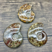 Large Ammonite $55