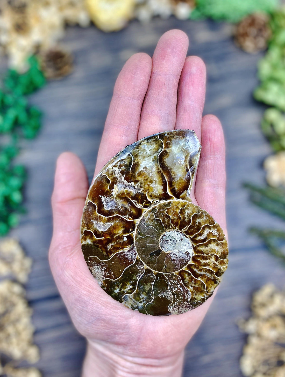 Ammonite Sliced Medium $25