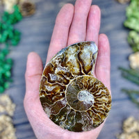 Ammonite Sliced Medium $25