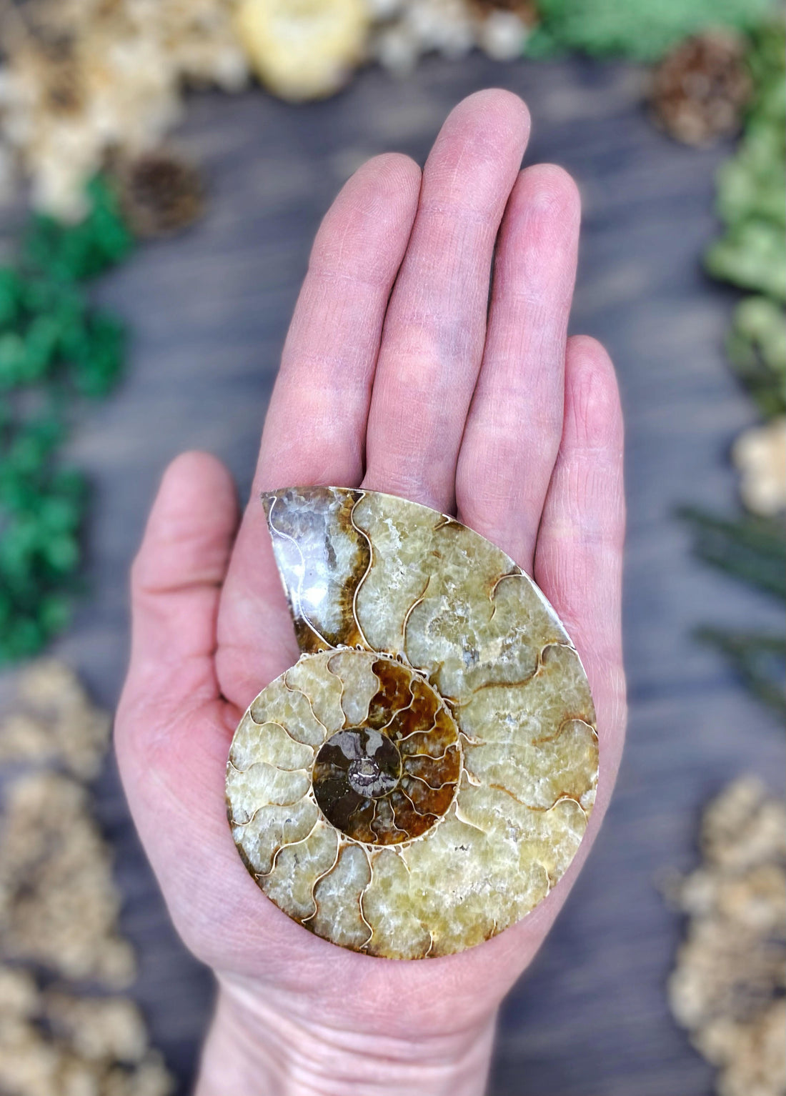 Ammonite Sliced Medium $25