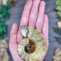 Ammonite Sliced Medium $25