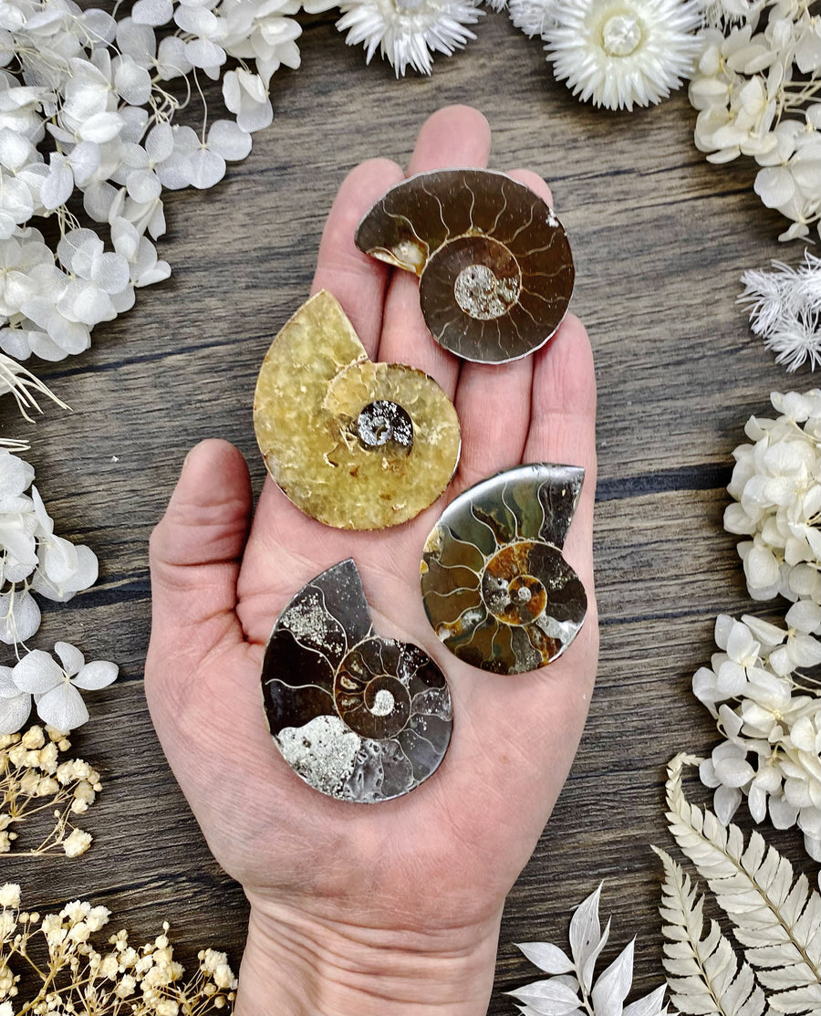 Ammonite Sliced Small