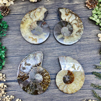 Ammonite Sliced Medium $25