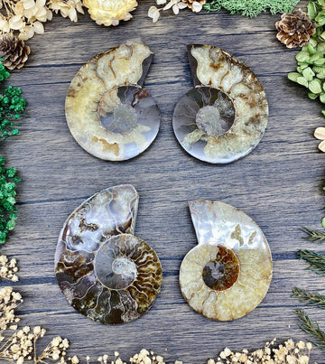 Ammonite Sliced Medium $25