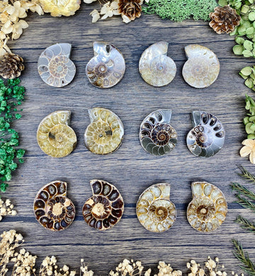 Ammonite Sliced Small $16